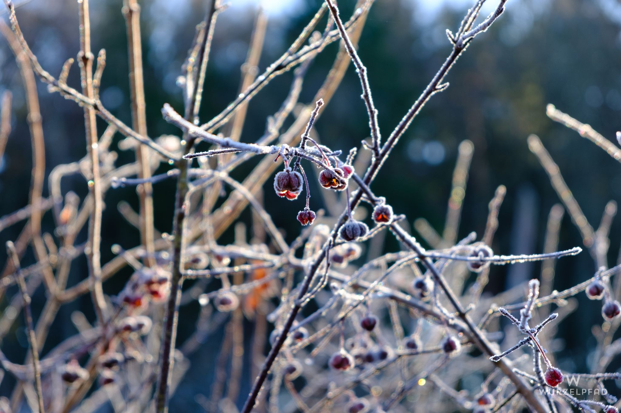Winterbeeren